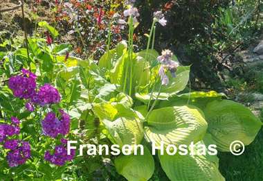 Hosta Sum and Substance